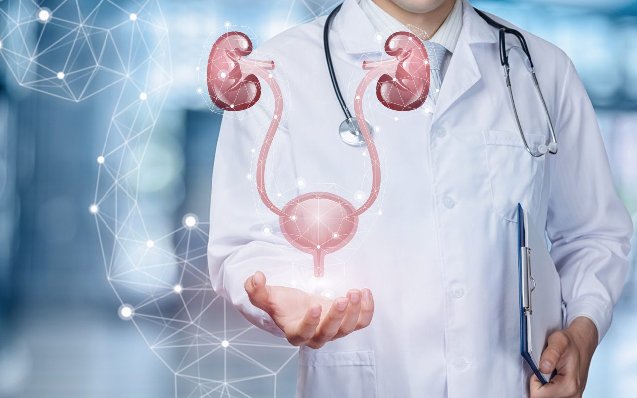 A medical worker shows the urinary system on blurred background.