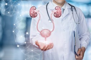 A medical worker shows the urinary system on blurred background.